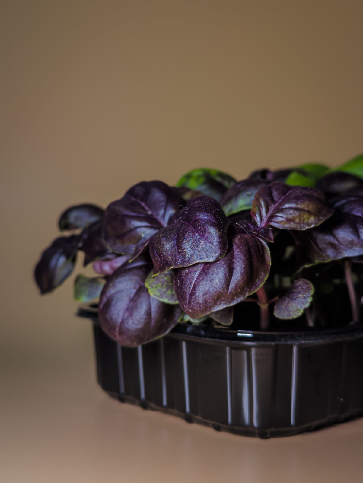 Базилик Итальянский