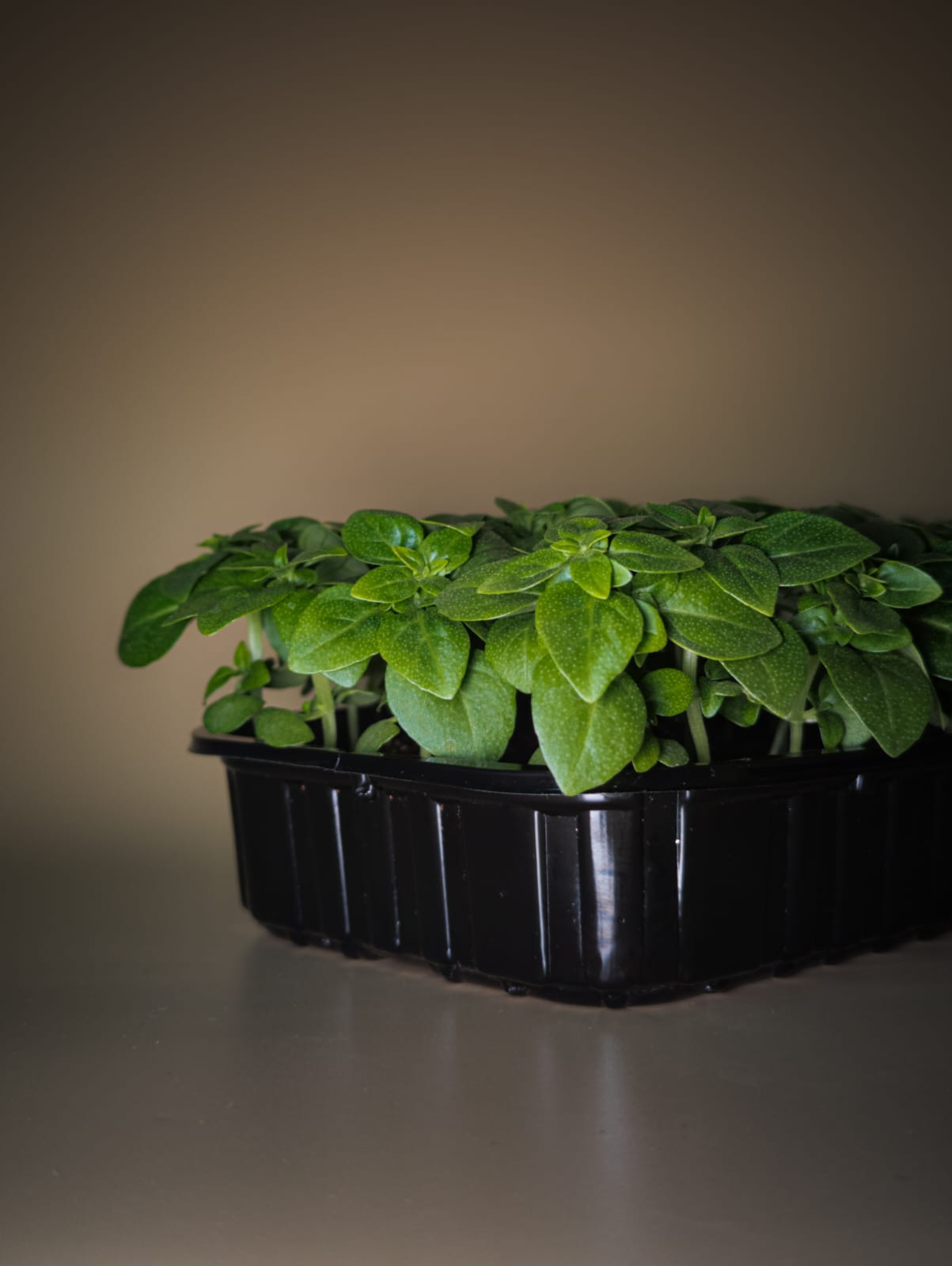 Базилик Маркиз