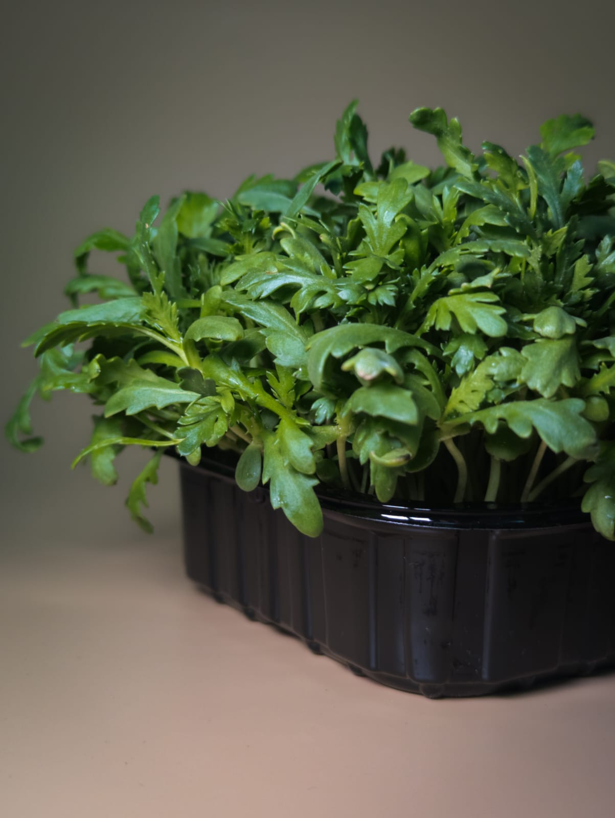 Хризантема