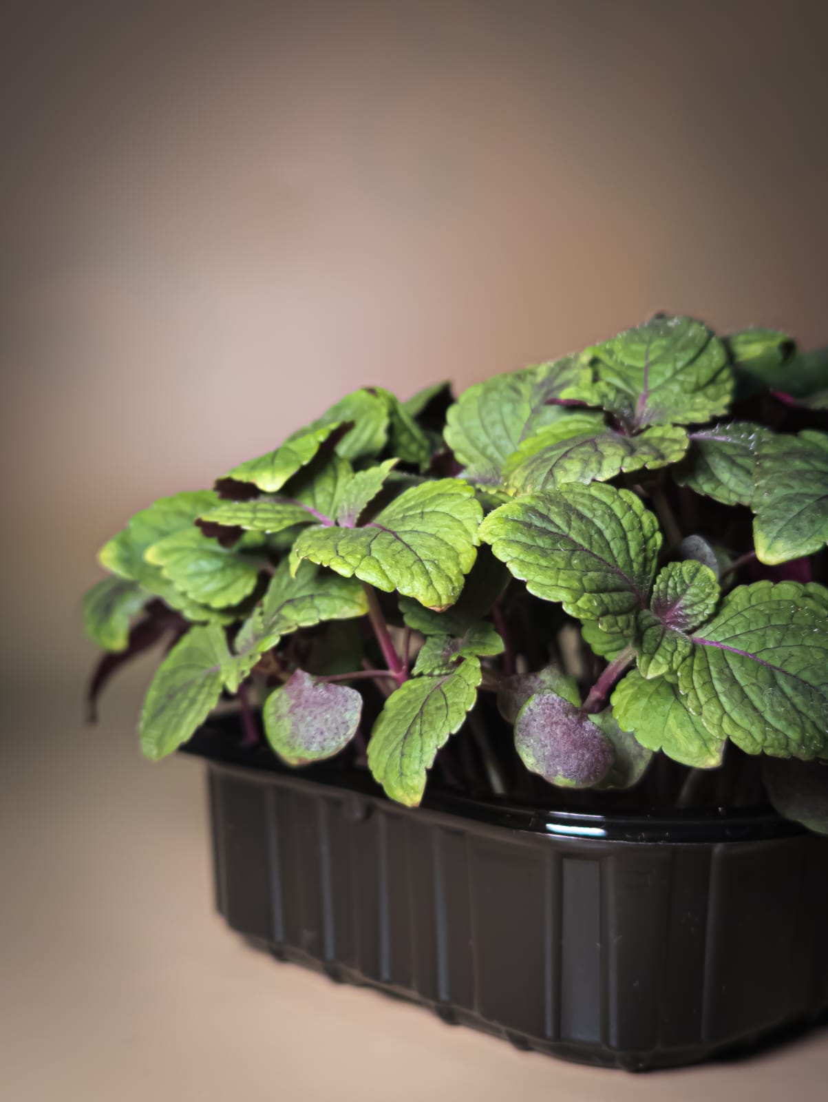 Перилла Биколор