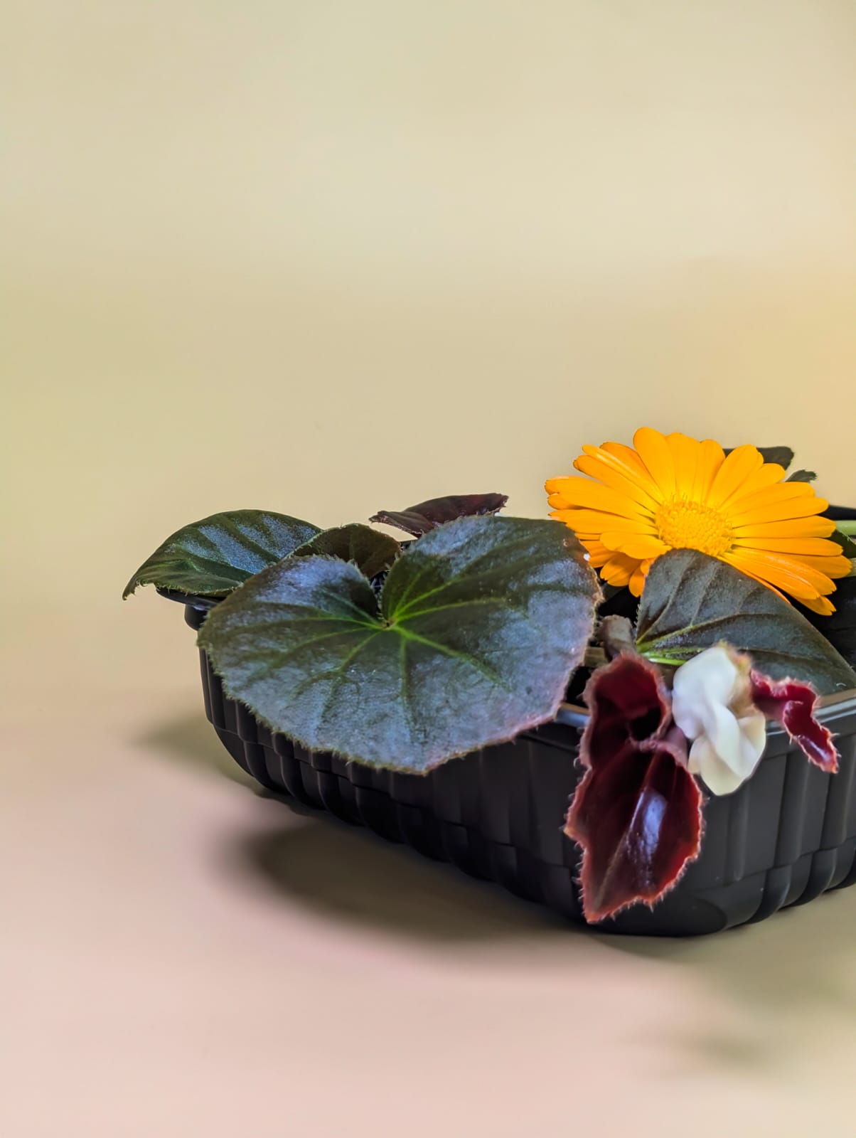 Лист Бегонии