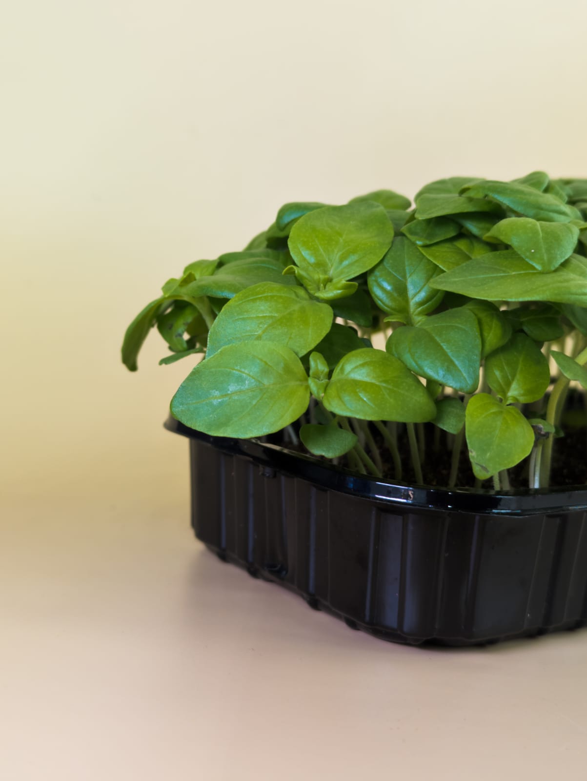 Базилик Лимонный