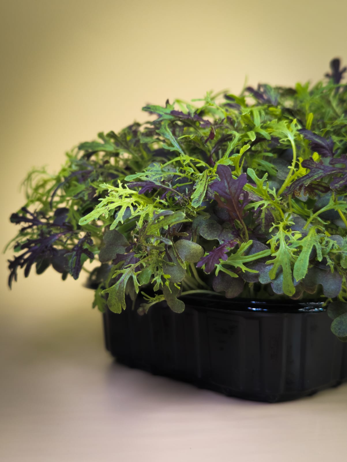 Мизуна Красная