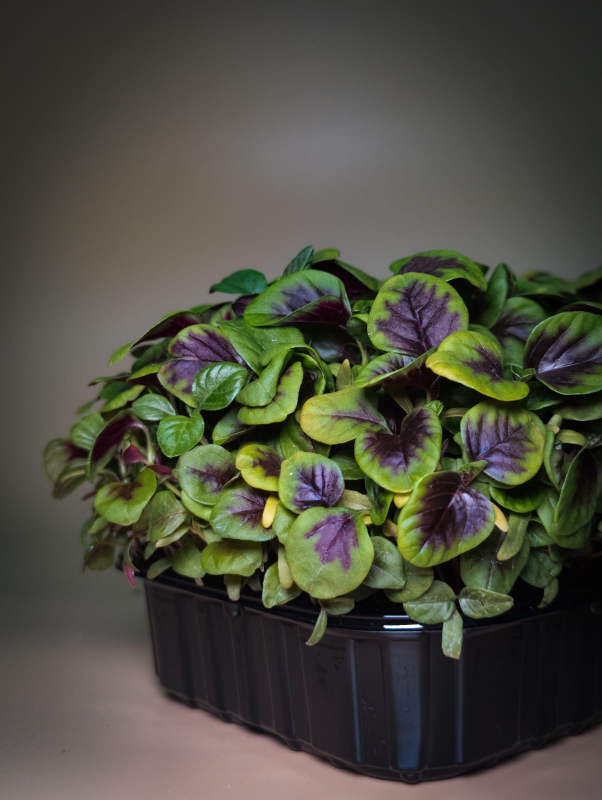 Амарант Триколор